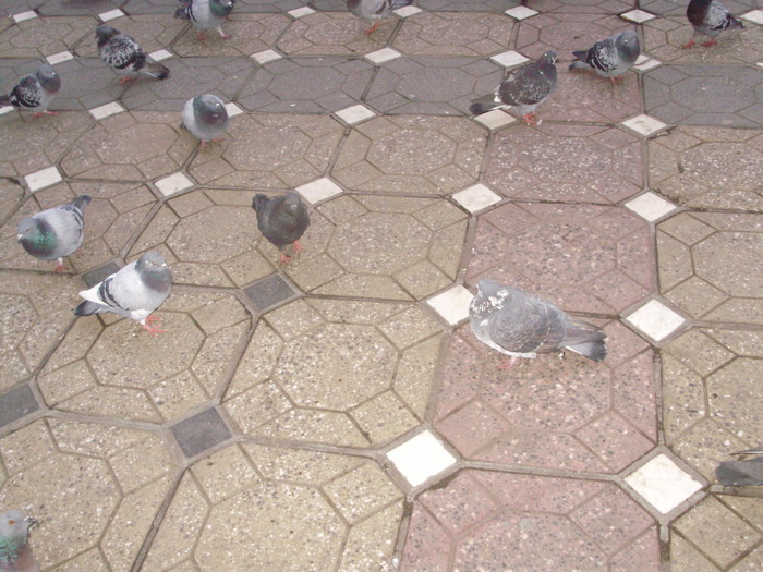 P9040096 - 18g Timisoara