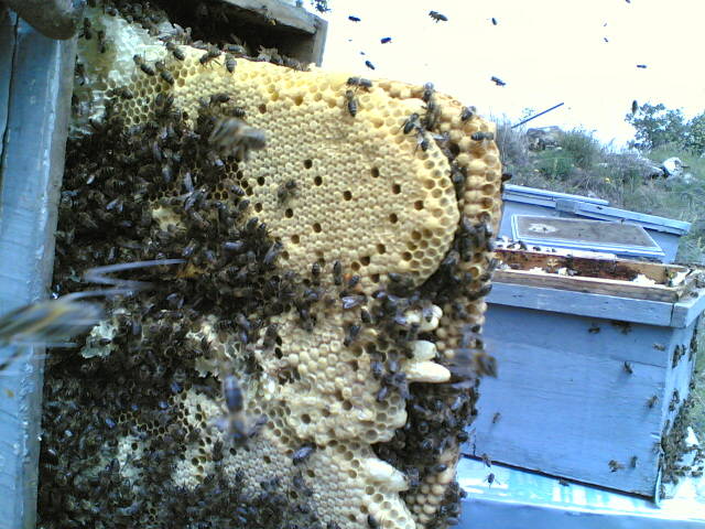 26022006 - apicultura