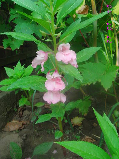 balsamina roz - Flori de gradina 2009