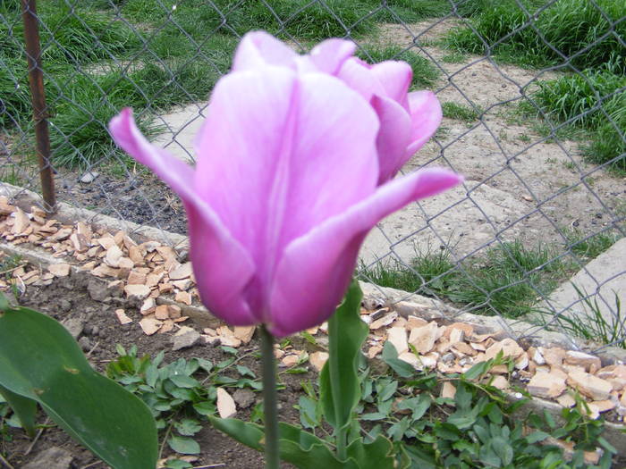 lalea - flori si animale 2009