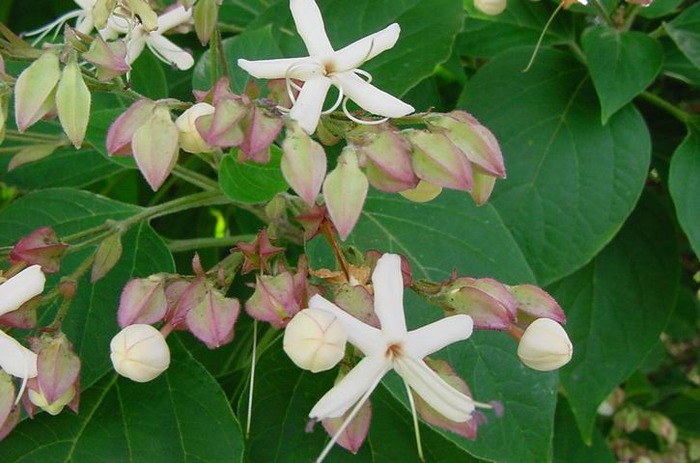 Clerodendrum_trichotomum - Flori