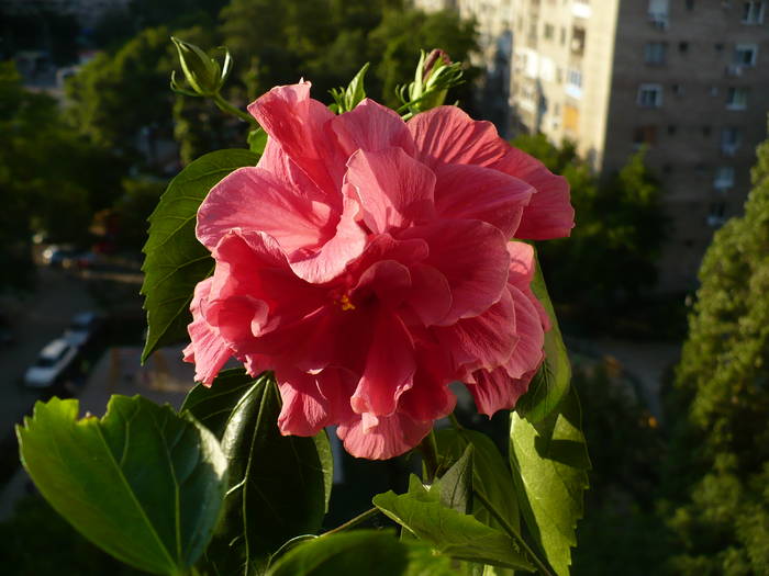 P1130833