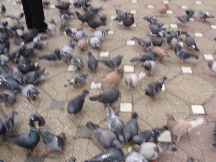 P9040064 - 18g Timisoara