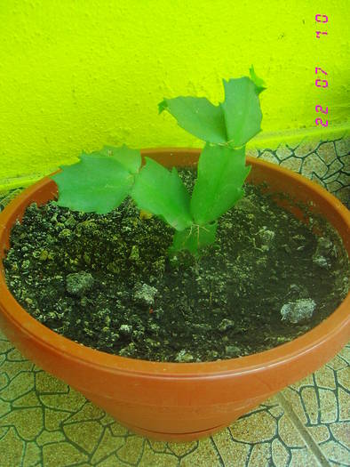 Schlumbergera roz