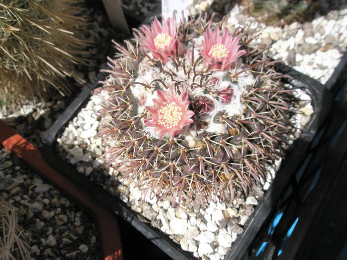 Mammillaria uncinata inflorita - 23.04