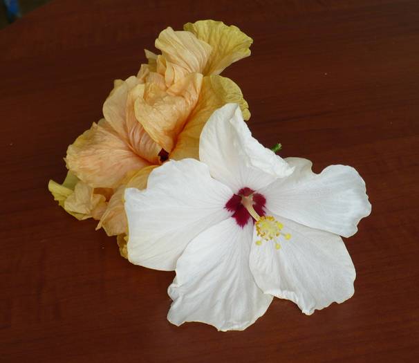 P1120417 - HIBISCUSI
