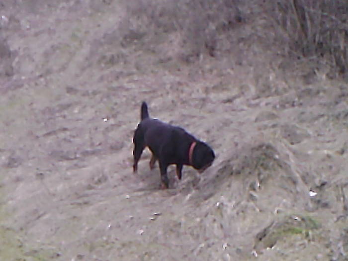 BELLA (8) - ROTTWEILER - BELLA