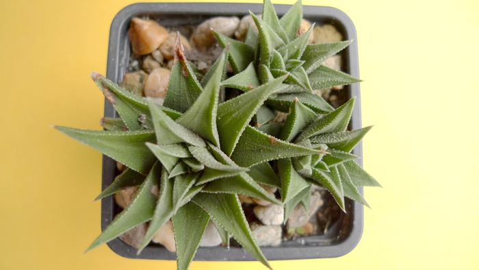 Haworthia glabra