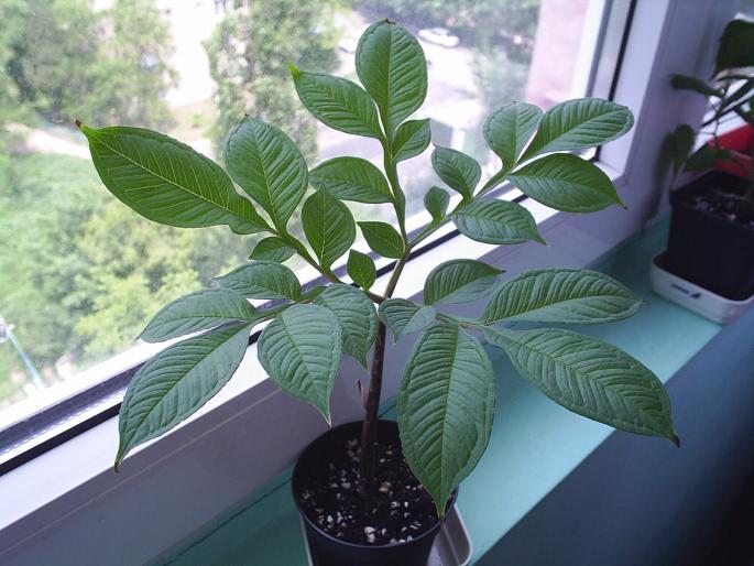 Amorphophallus konjac