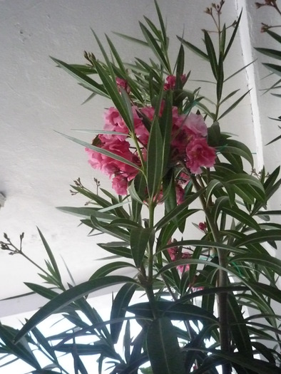 P1000646 - dragele mele flori 2009