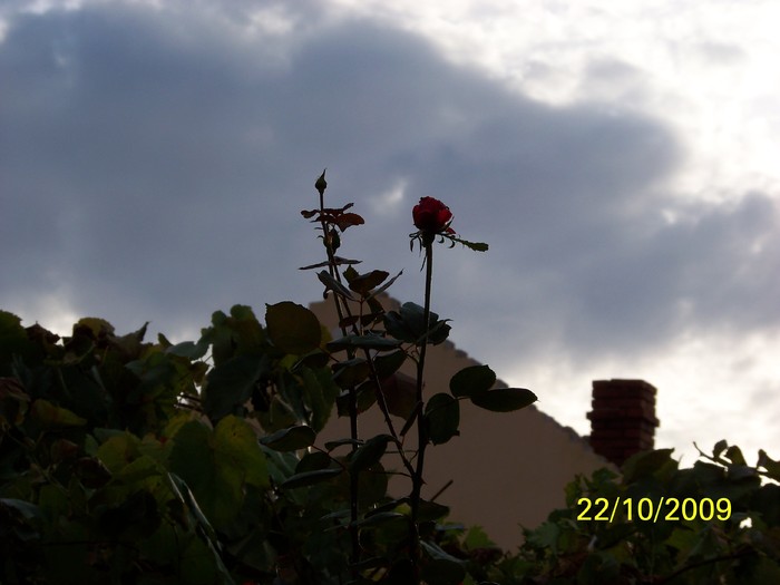 100_3173 - Toamna in curte  Timisoara