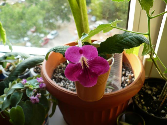 streptocarpus grena