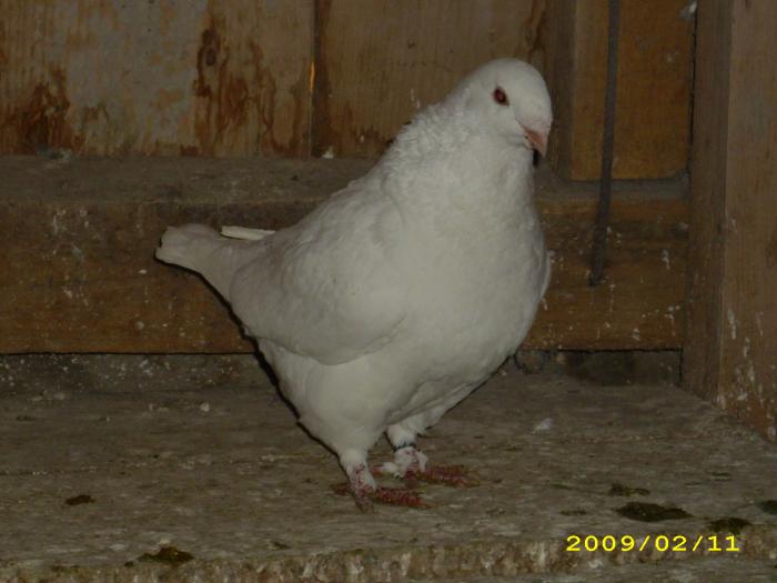 femela 2008 - nastase