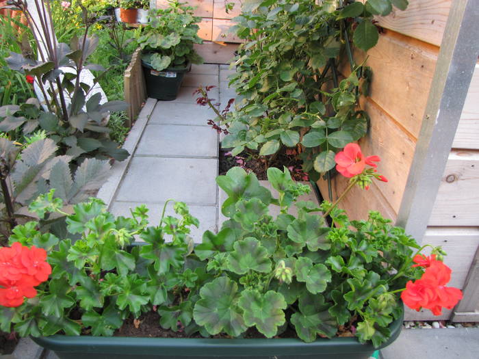 Muscate (jardinera) 23 iun 2009 (1)