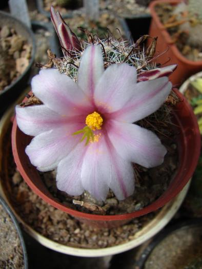 Mammillaria hutchinsoniana