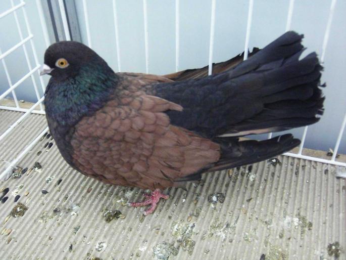 orb ts 7 - 1502 partea 3