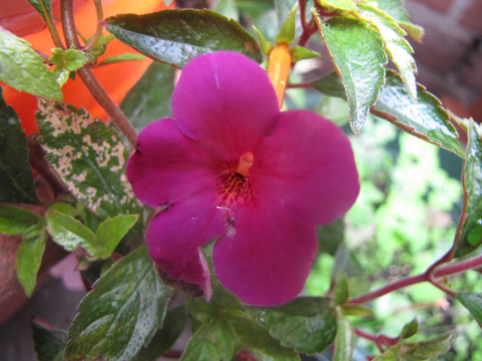 Achimenes (rosu-Vreeken) 15 sept 2009 - achimenes