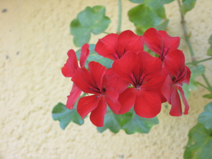 IMG_6448 - florile mele
