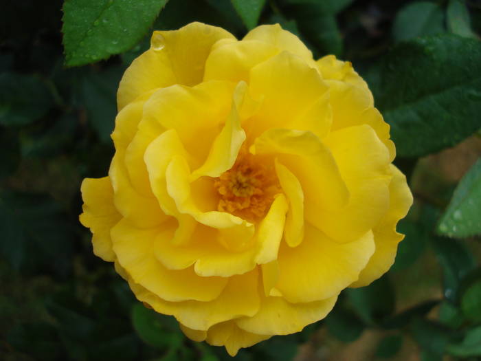 Rose Friesia (2009, June 23)