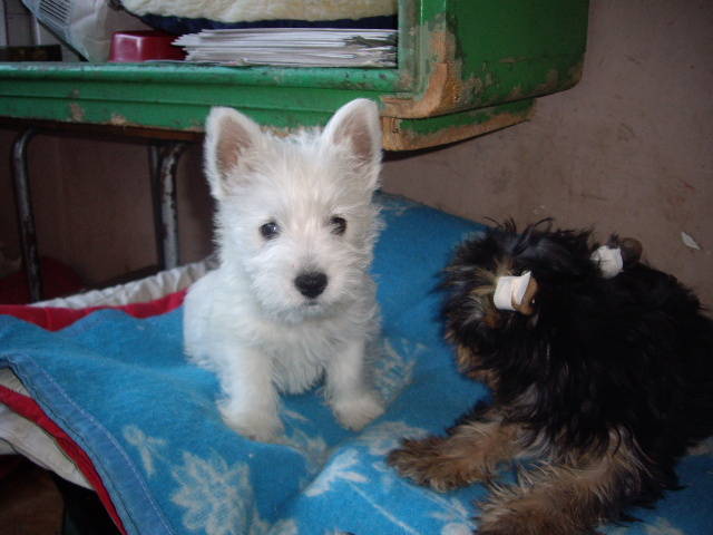 Westie - West highland white terrier-Cezar