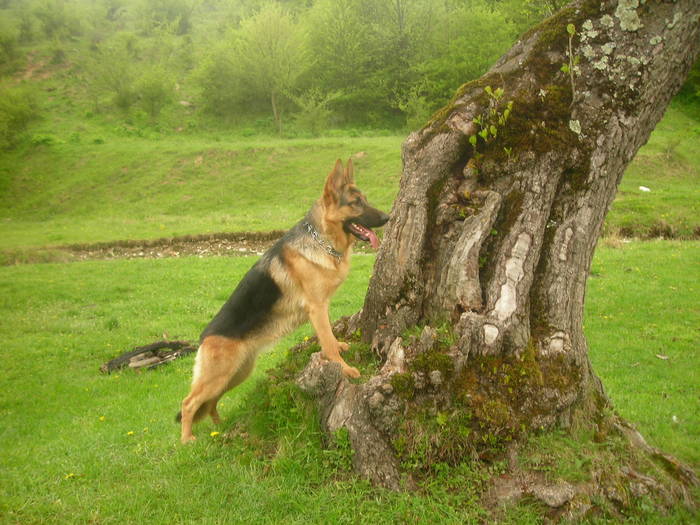 DSCN3706 - CAINI- pisici-DIVERSE