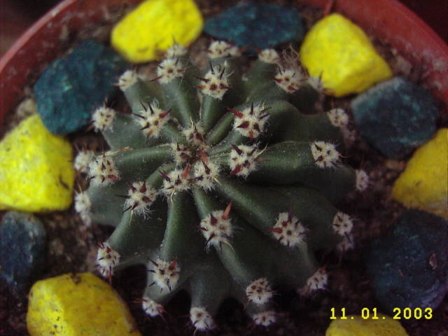 Echinopsis Eyriesii