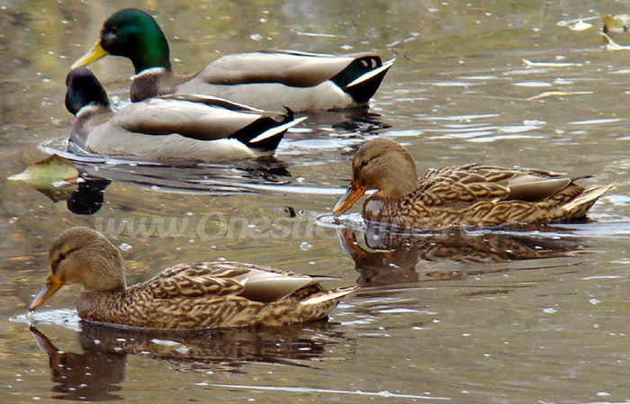 rate2[1] - rate si boboci