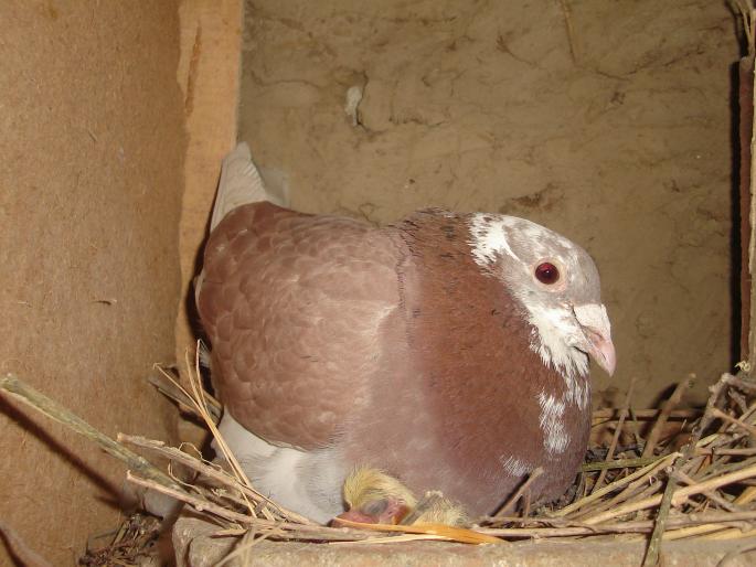 mascul 2005 - porumbei voiajori