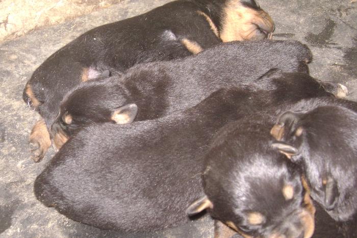 Picture 160 - ROTTWEILER