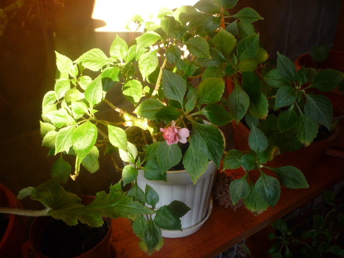 sporul casei - dragele mele flori 2009