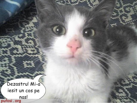 pisica-cu-cos - animalutze dragutze