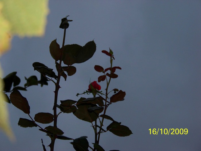 100_3043 - Toamna in curte  Timisoara