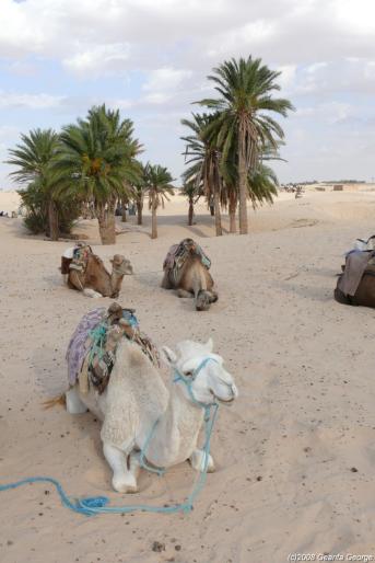 Tunisia_372 - Tunisia