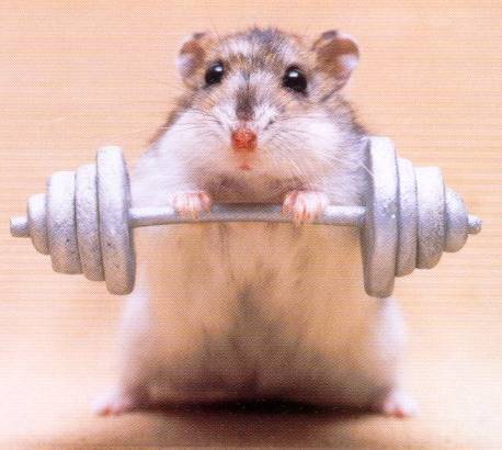 hamsterweights - animale haioase 2009s