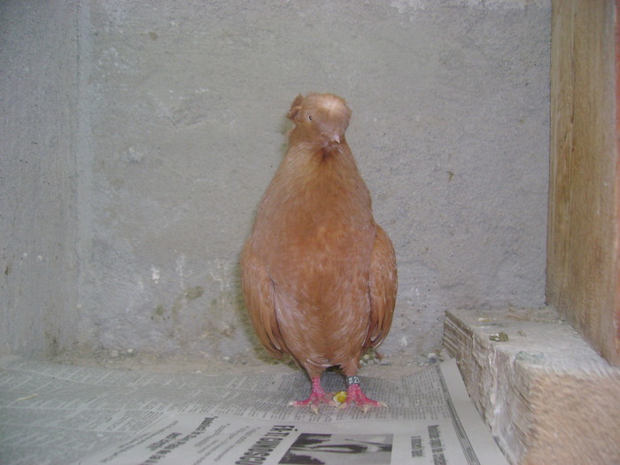 pozedecembrie 2009 160 - poze decembrie 2009