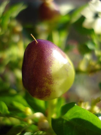 Brazilian Rainbow Pepper (2009, May 08) - Brazilian Rainbow Pepper