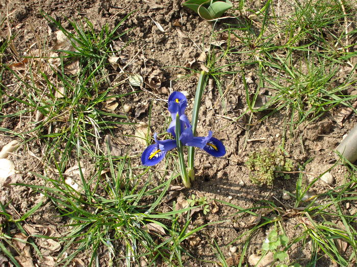 Iris reticulata Harmony (2009, March 31)