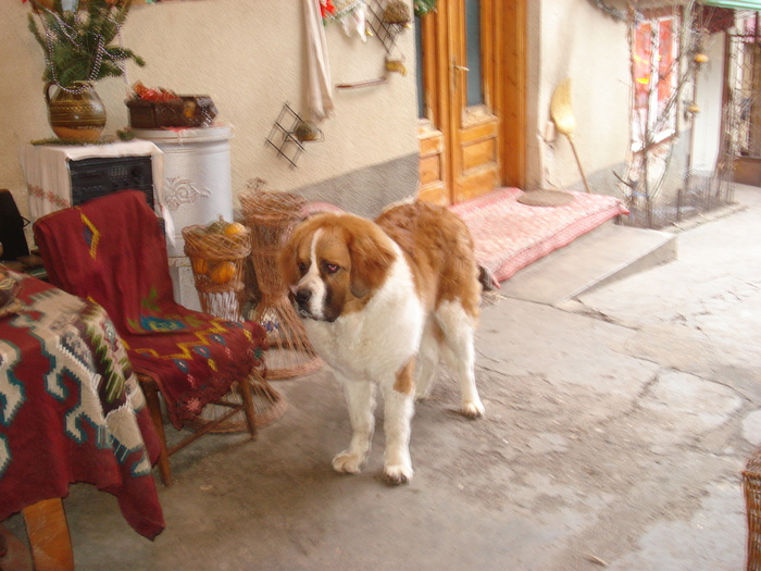 beethowen la 9 luni - saint bernard