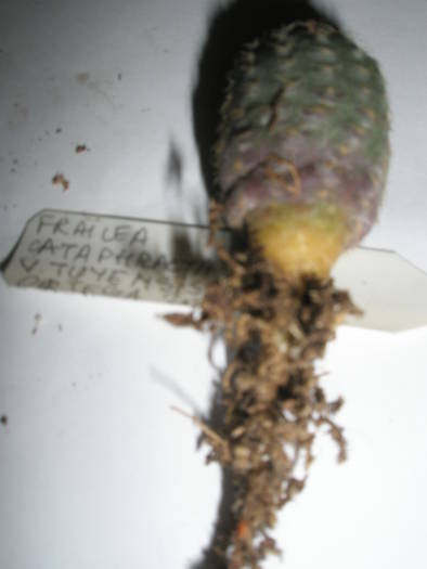 Frailea cataphracta v. tulensis