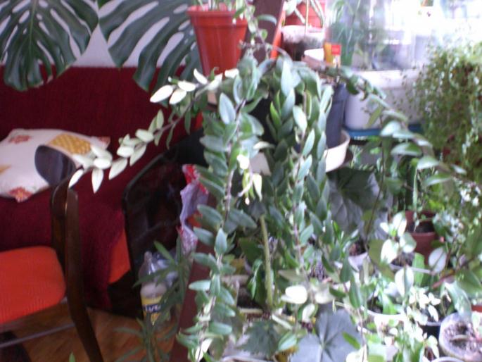 Picture 010; aeschinantus
