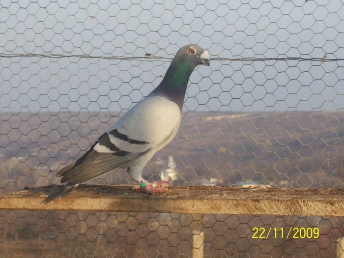 M 2007 - porumbei voiajori stil vechi