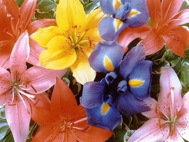 FLOWER1 - flori