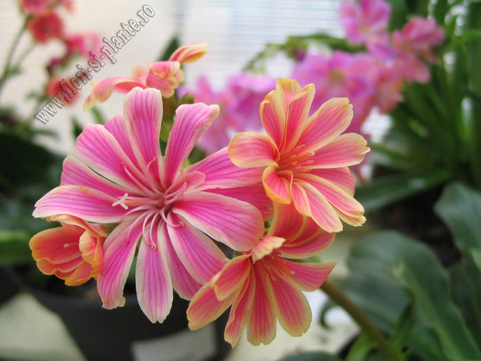 Lewisia roz_crem 2 - Lewisia