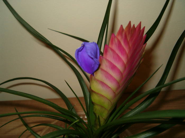 tilandsia 28-02-09