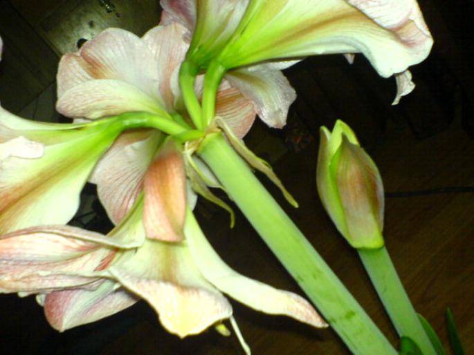 JCUAIPMWPYUUIOWHLRT - hippeastrum