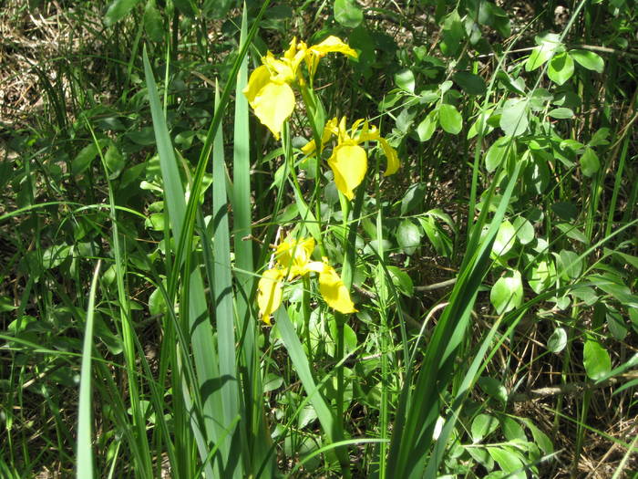 IMG_3434 - salcim I si II 2009