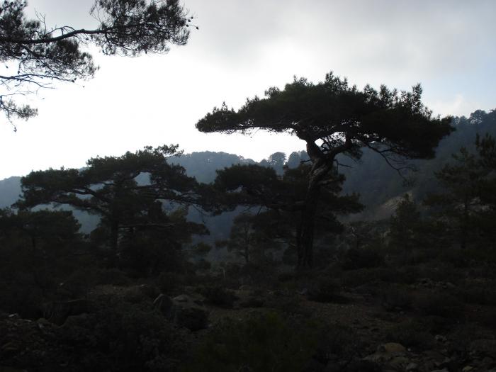 Picture 662; Muntii Troodos
