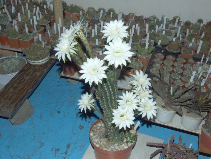 Echinopsis mamilosa la prima inflorire - 12 flori - CACTUSI - ANUL 2008