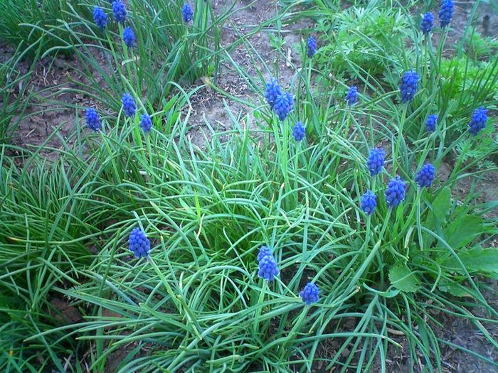 800px-Muscari_armeniacum - Flori