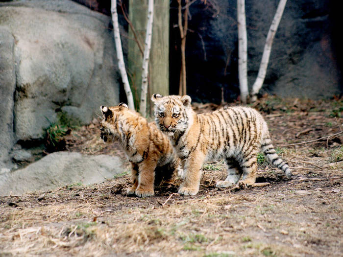 Tiger_Cubs - animale de tot felu